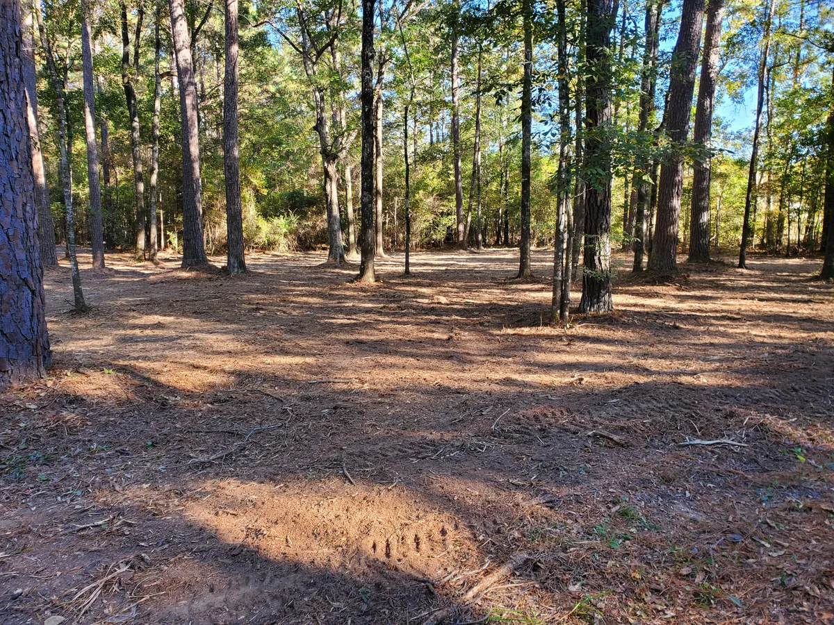 Pine stand after understory mulching in evening light