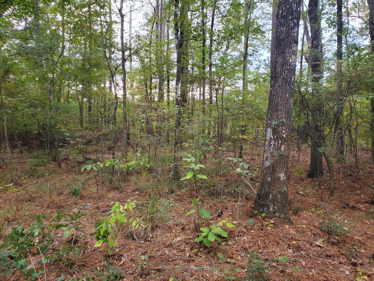 Thick woods with heavy understory before work